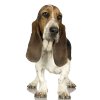 Basset hound