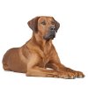 Rhodesian Ridgeback