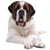 Saint Bernard