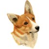 Welsh Corgi