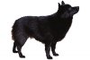 Schipperke