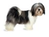 Lhassa Apso