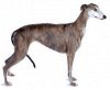 Greyhound