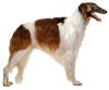 Borzoi