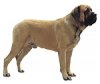 Mastiff