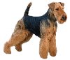 Welsh Terrier