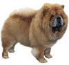 Chow Chow