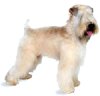 Wheaten