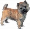 Cairn Terrier