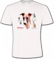 Lévrier Whippet (B)