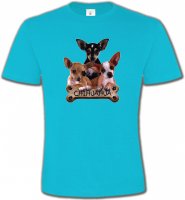 Chihuahua bébés (A)