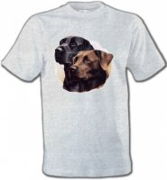 Labrador noir et chocolat (A)