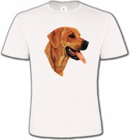 Labrador sable (J)