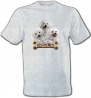 Bichon Frisé chiots (A)