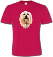 Bichon Maltais (D)