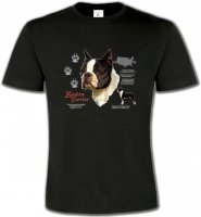 Boston Terrier (A)