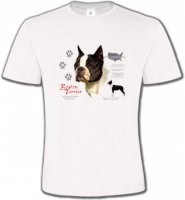 Boston Terrier (A)
