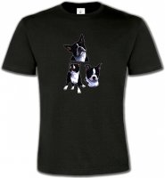 Bulldog Français noir et blanc (BF)