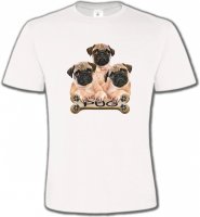 Carlin Pug (B)