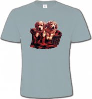 Golden Retriever Chiots (DG)