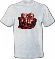 Golden Retriever Chiots (DG)