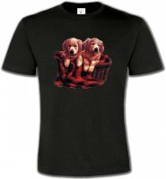 Golden Retriever Chiots (DG)