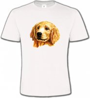 Tête de Golden Retriever (IAG)