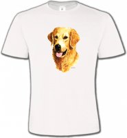 Tête de Golden Retriever (IBG)