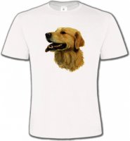 Tête de Golden Retriever (KG)