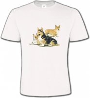 Famille Welsh Corgi (D)