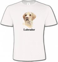 Tête de Labrador sable (S)