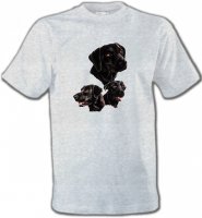 Labrador noir (B)