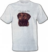 Labrador chocolat (G)