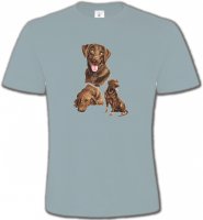 Labrador chocolat (F)