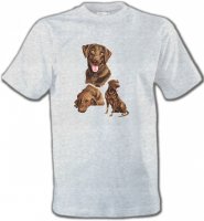 Labrador chocolat (F)