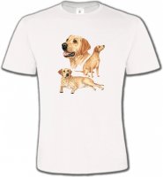Labrador sable (E)