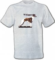 Lévrier Whippet (M)