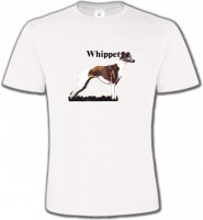 Lévrier Whippet (M)