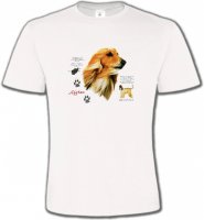 Lévrier Afghan blanc (P)