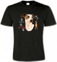 Lévrier Italien Greyhound (J)