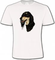 Lévrier Persan Saluki (I)