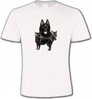 Schipperke (A)