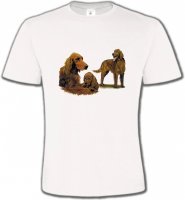 Setter brun (J)