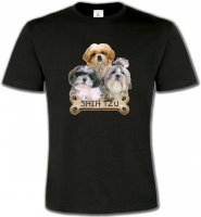 Shih Tzu Chiots (C)