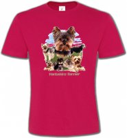 Yorkshire terrier Paysage (B)