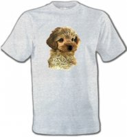 Bébé caniche