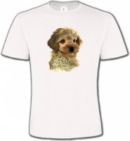 Bébé caniche