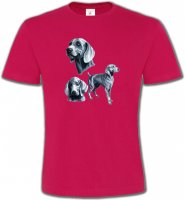 Braque de Weimar gris