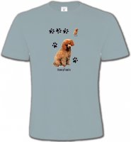 Caniche miel (P)