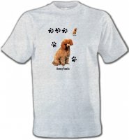 Caniche miel (P)